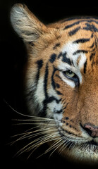 Portrait of Tiger in Wild. This Image is of the Legendary Tigress named Maya from Tadoba Andhari Tiger Reserve in India.