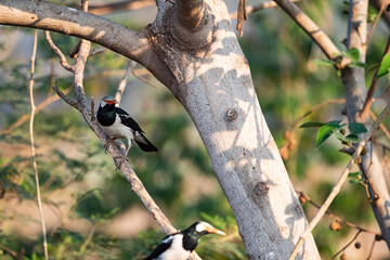 Asian pied myna