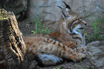 Wild cat Eurasian Lynx (Lynx lynx) resting with closed eyes