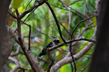 Blackk - collared Myna