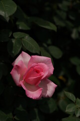 Light Pink Flower of Rose 'Violina' in Full Bloom
