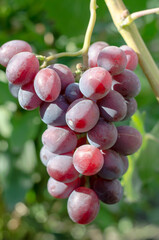 A cluster of juicy pink grapes hangs on a bush with leaves.
