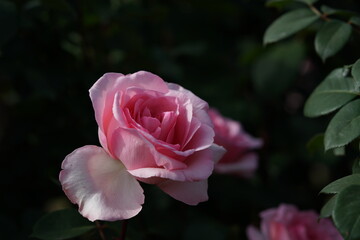 Light Pink Flower of Rose 'Violina' in Full Bloom
