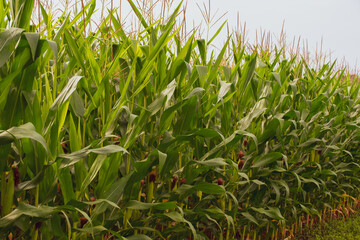 Corn FIeld