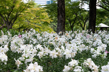 Fototapeta premium 都会の公園にいっぱい咲くユリの花 東京都千代田区 日本