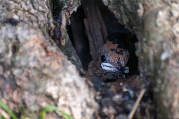 hoopoe baby in the nest is waiting for mom for food. sevatic animals in nature. birds in nature