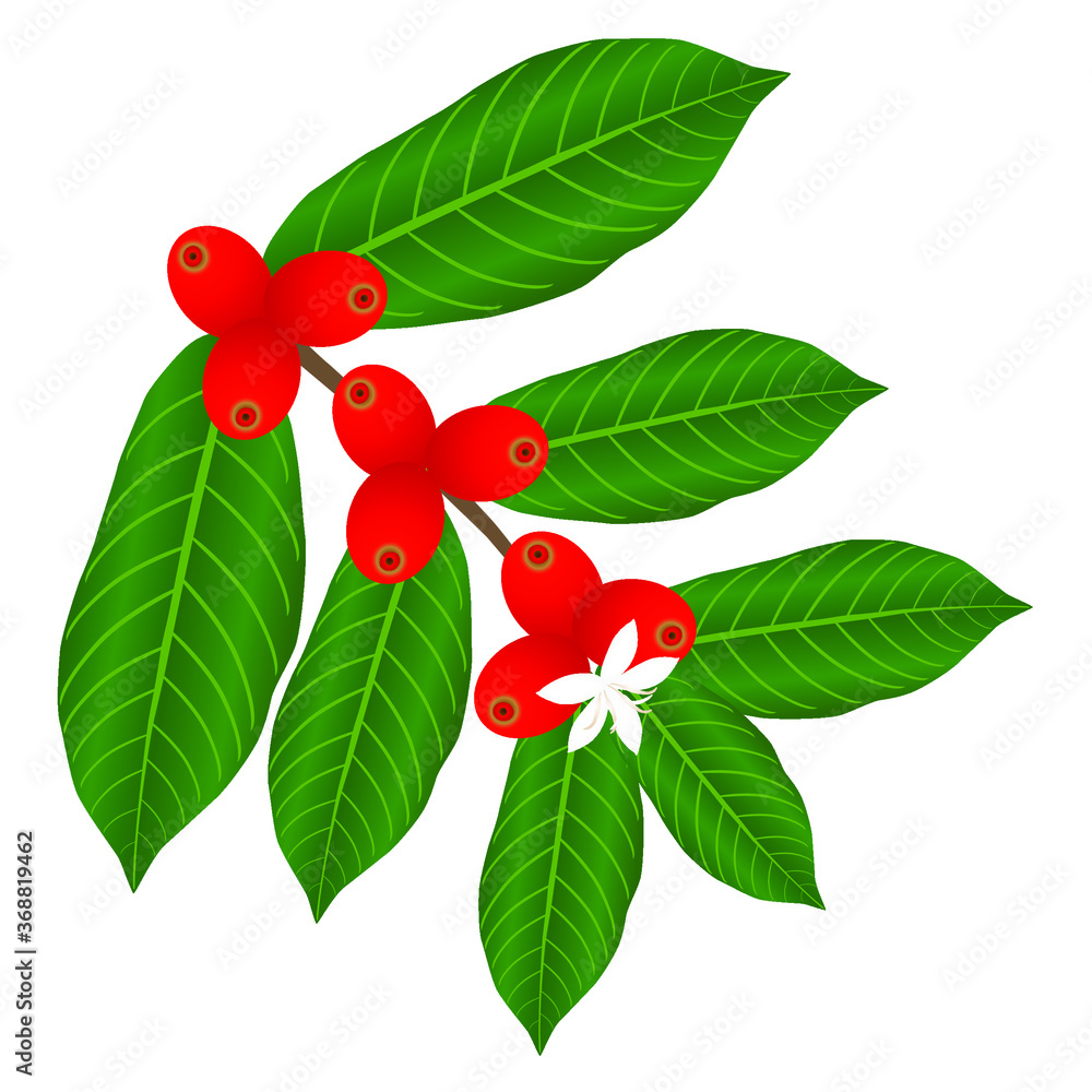Wall mural coffee branch with white flower and red berries.