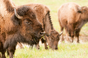 Bison grazing in Yellowstone National Park