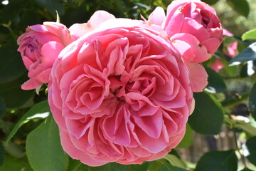 pink roses in garden