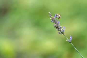Biene erntet Nektar auf Lavendelblüte