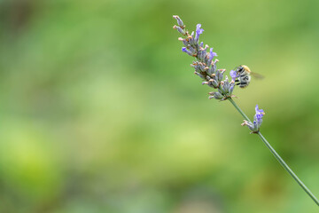Biene erntet Nektar auf Lavendelbl&uuml;te