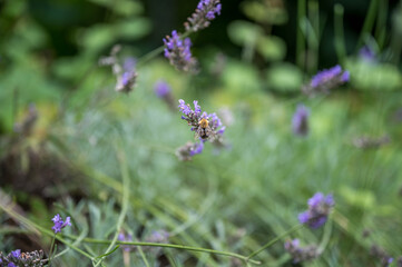 Biene auf Lavendelblüte