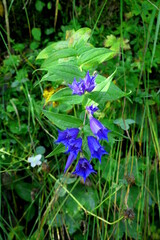 blue gentian bush, 