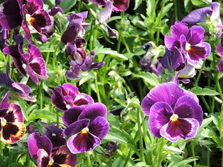 purple pansy flowers in garden