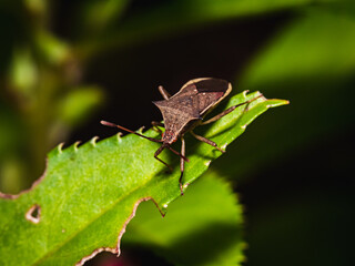 stink bug on leaf