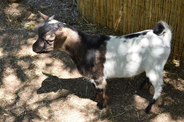 baby goat on a farm