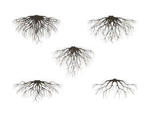 collection of fibrous root and tap roots of the tree vector isolated on white background.