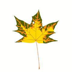 Vector stock illustration of autumn leaf. Yellow canadian maple. A dead sprout from a tree. The November weather. Bright colorful palette of the Park in October. Close up. Isolated on a white backgrou
