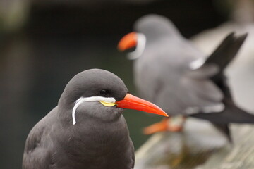 Atlantic seagulls in South England