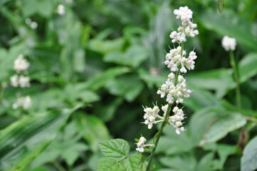 ヤブミョウガの花