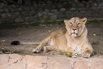 Beautiful wild lioness close up.