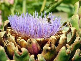 Naklejka na ściany i meble purple artichoke flower