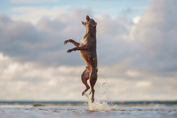 dog on the beach. Active pit bull terrier jumping on the background of the sea. pet in summer 