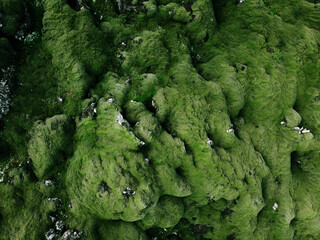 Nature green abstract background. Volcanic moss lava field. Iceland landscape, aerial view from drone, fat lay