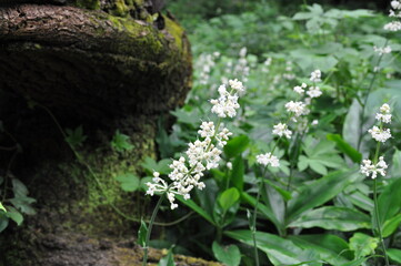 ヤブミョウガの花