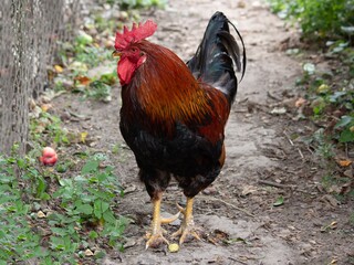 Beautiful rooster in the farm