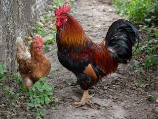Rooster and chicken  on a farm