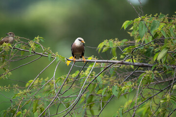Vinous - breasted Starling