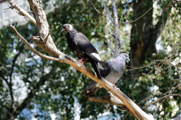 Motley gray doves on a dry tree branch
