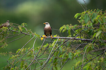 Vinous - breasted Starling