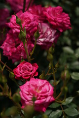 Light Purple Flower of Rose 'Wild Plum' in Full Bloom
