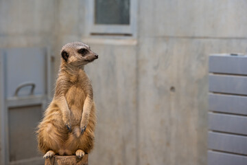 ミーアキャット