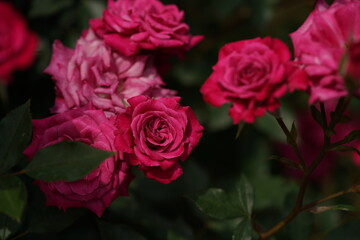 Light Purple Flower of Rose 'Wild Plum' in Full Bloom
