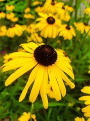 yellow flower in the garden