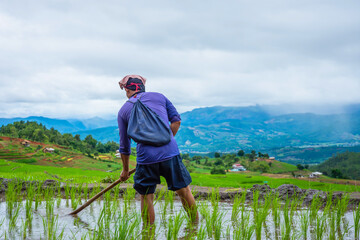 Farmers use the tools to dig the soil in the fields to repair the ridge.