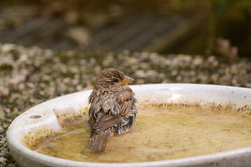 Spatzen und Sperlinge beim Wasserbad