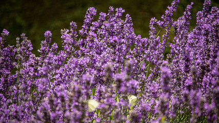 Obraz premium Lavendel