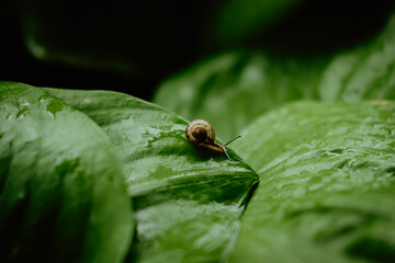 Side view of Brown snail walking on fresh green leaves with drop dew after rain. Garden snail on Cardwell lily or Northern christmas lily (Proiphys amboinensis).