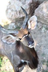 Nyala