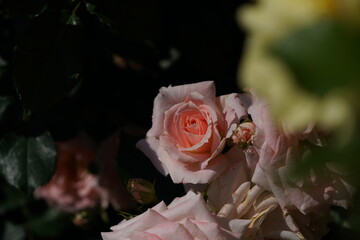 Light Pink Flower of Rose 'Yuka' in Full Bloom

