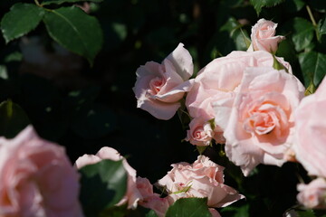 Light Pink Flower of Rose 'Yuka' in Full Bloom
