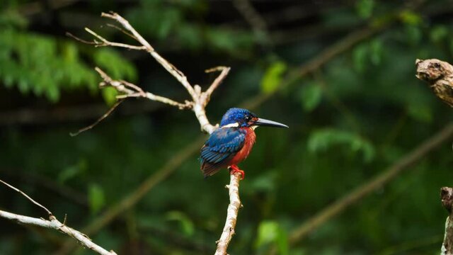 Close up Blue-eared kingfisher or Scientific Name Alcedo meninting looking for fish on branch Riverside in the forest is found in Asia of Thailand.