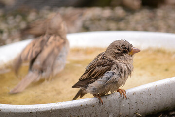Spatzen und Sperlinge beim Wasserbad