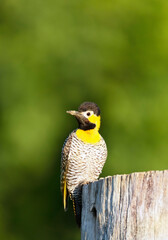 Campo flicker perched on a tree trunk