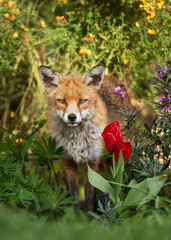 Red fox surrounded by flowers in a garden