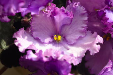 House plant – one lilac violet